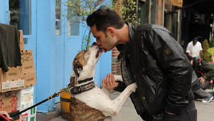Dogs in the City Preview